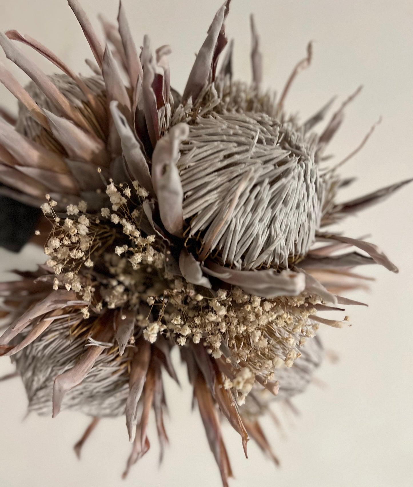 Dried King Protea - Single Stem