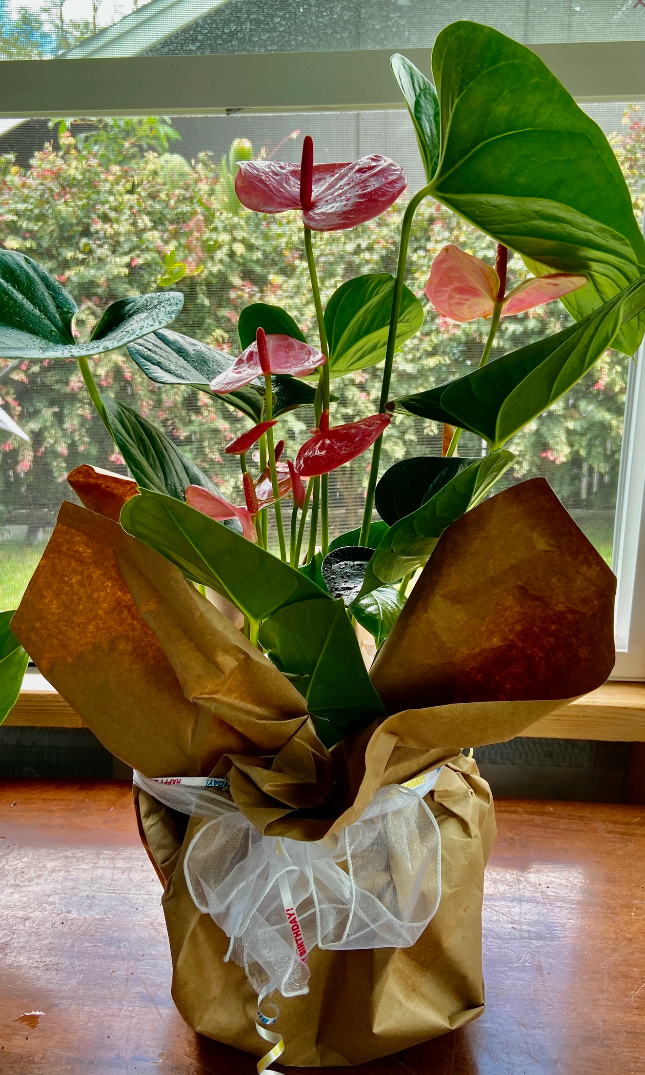 happy hearts anthurium Anthurium