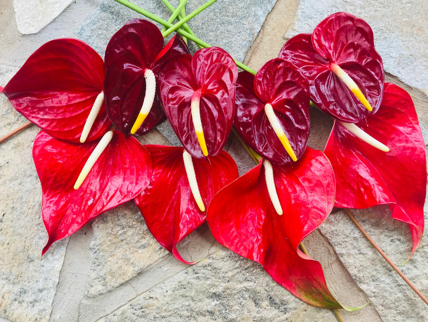 Completely overloaded with beauty and infatuated with the way these two types of Anthuriums work together. The design possibilities are endless. 