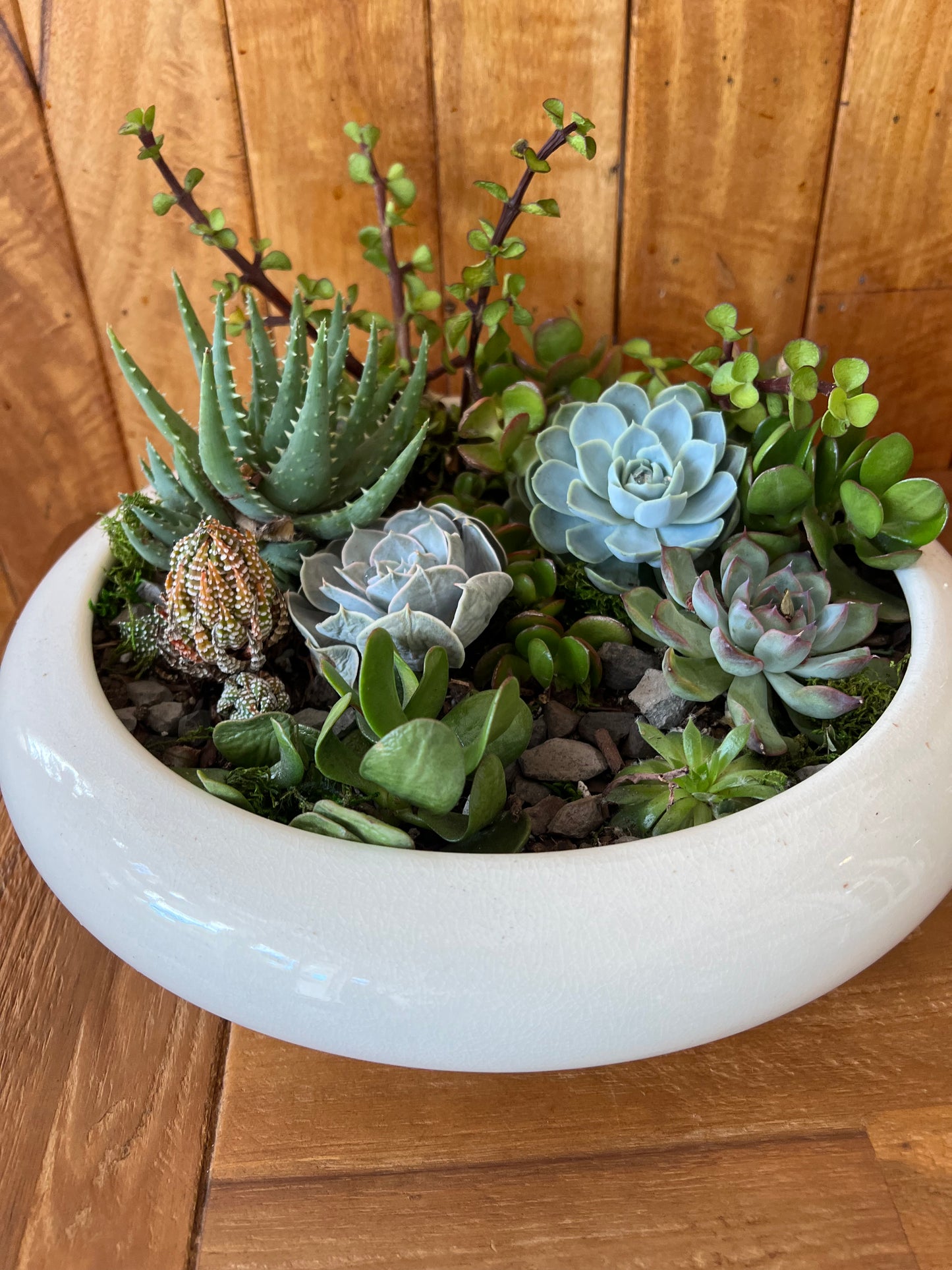 Succulent Arrangement