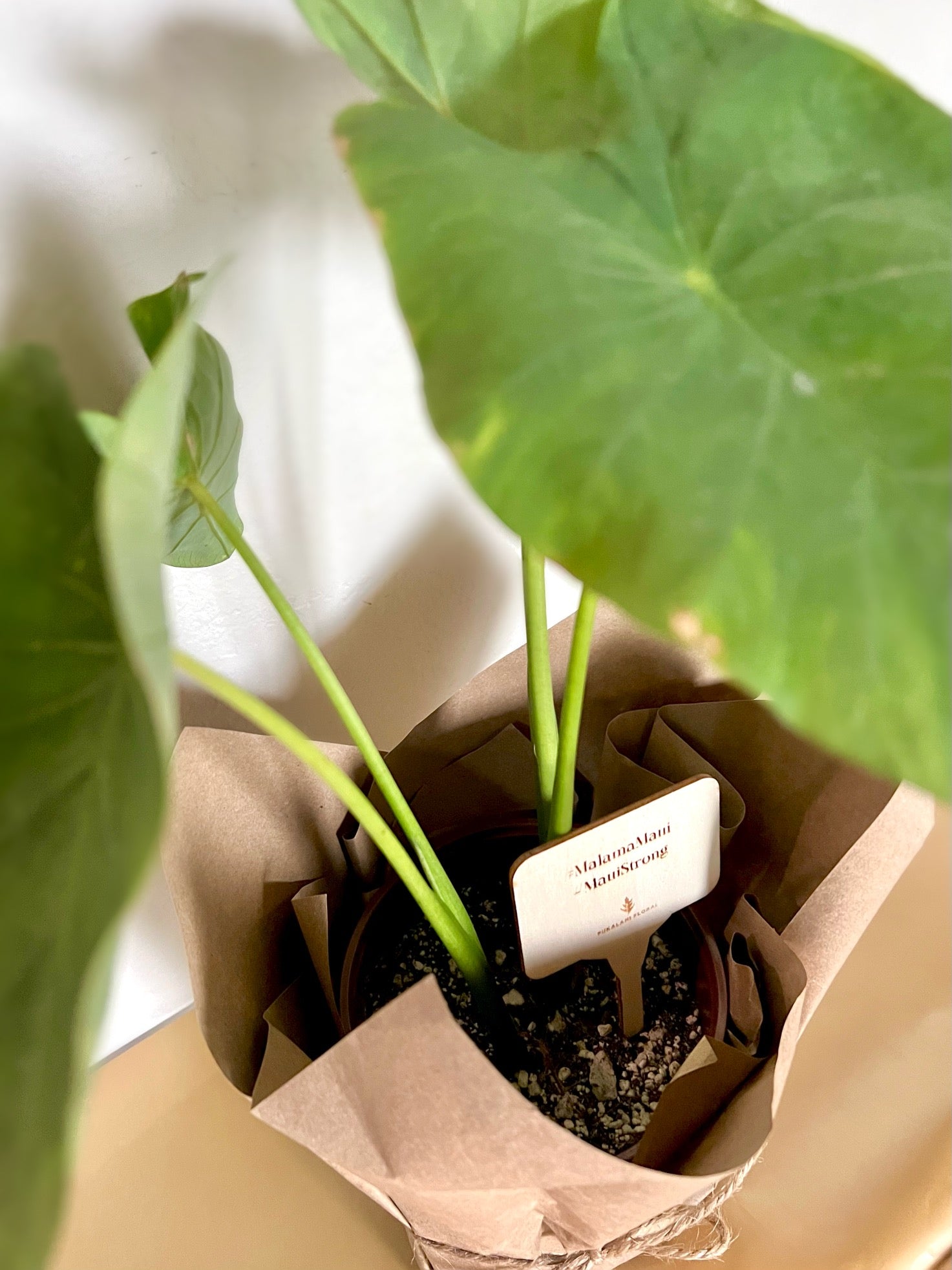 indoor taro plant Kalo / Taro Plant (Edible) – Kanuihele
