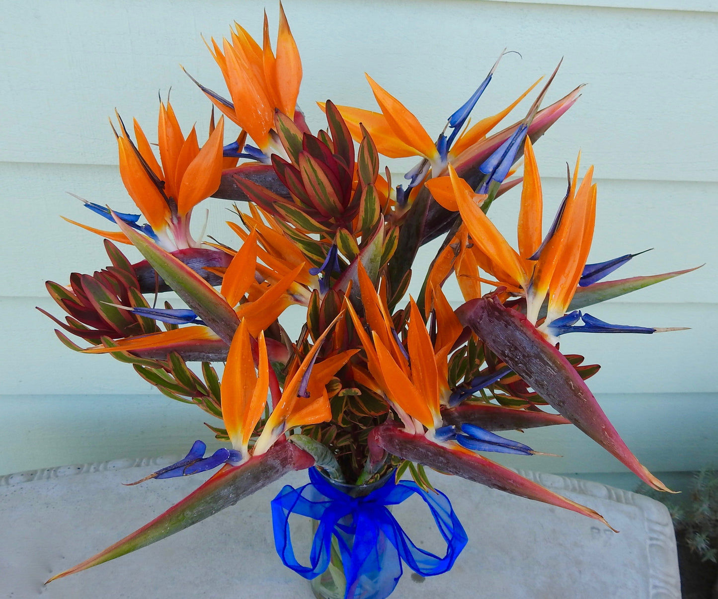 Harvest Flower Special ~ Beautiful Birds ~ Limited Item