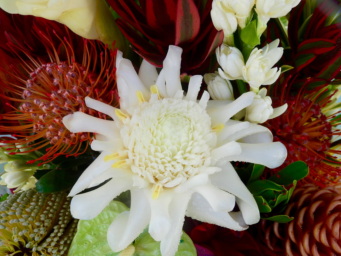 Aloha ʻĀina ~ Tropical Designer's Choice