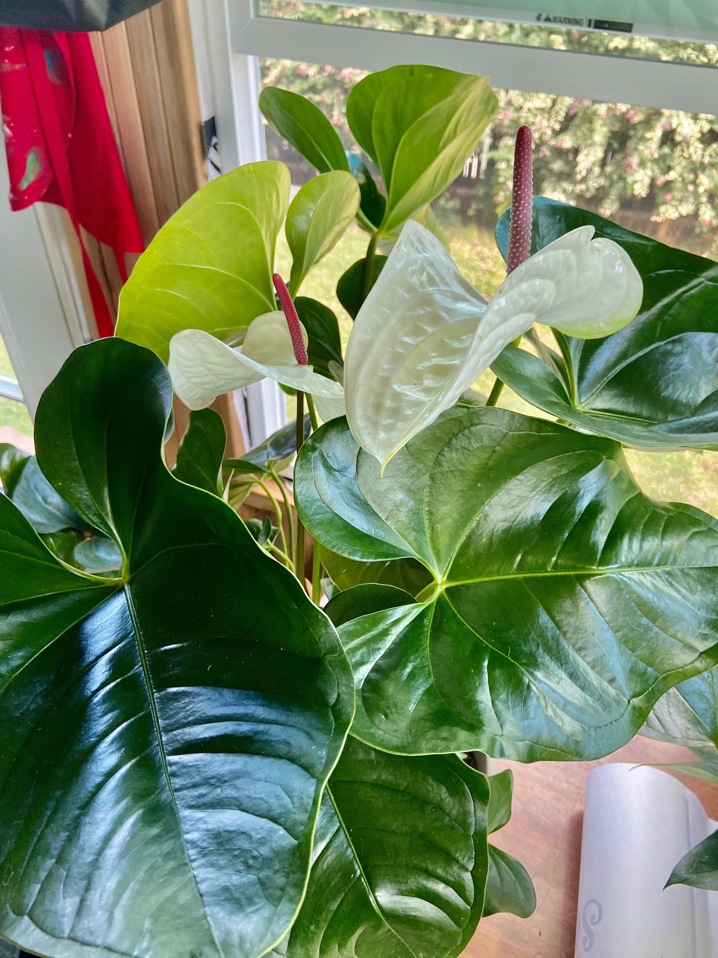 Puʻuwai ~ Hearts on a stem