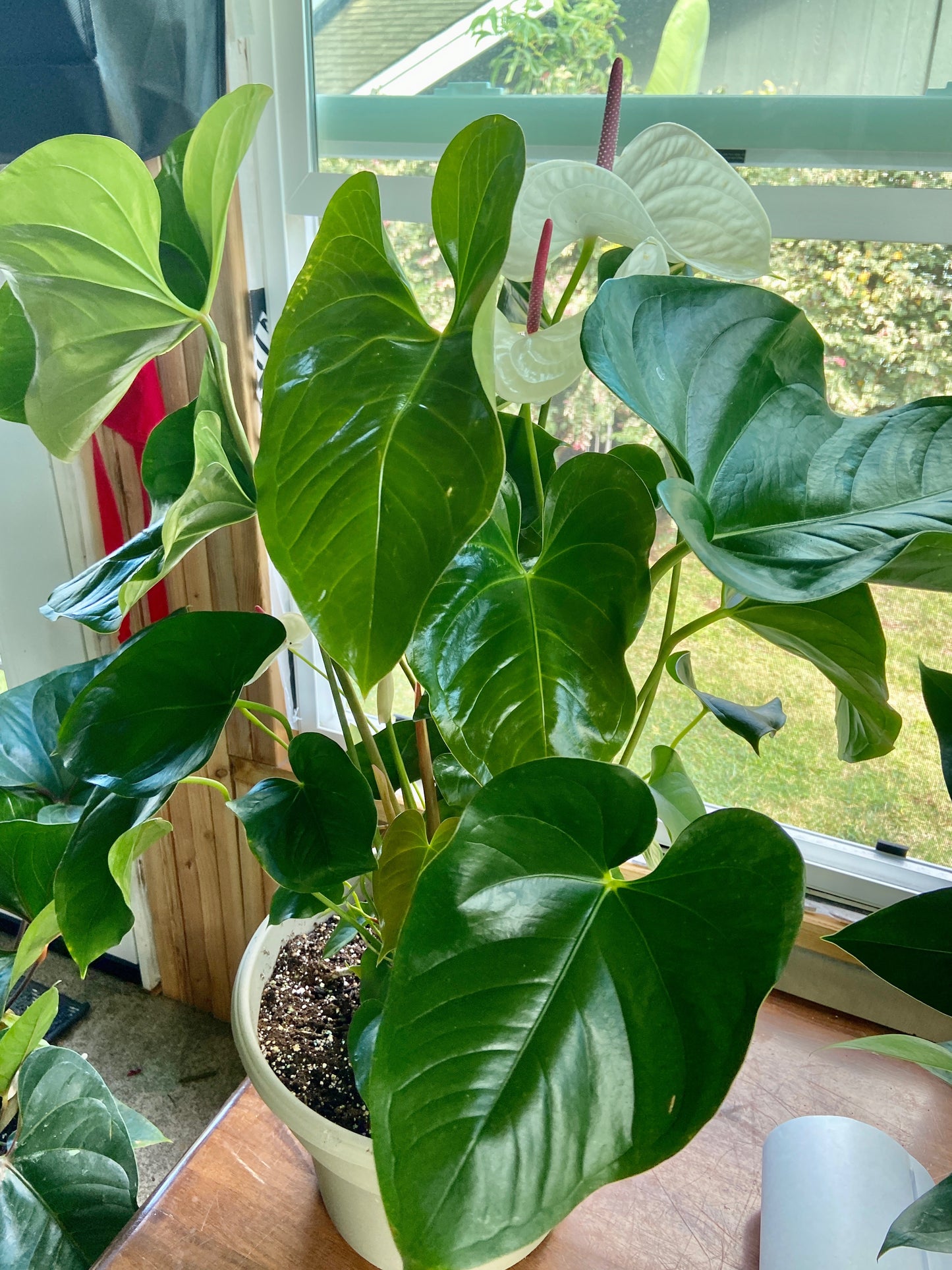 Puʻuwai ~ Hearts on a stem