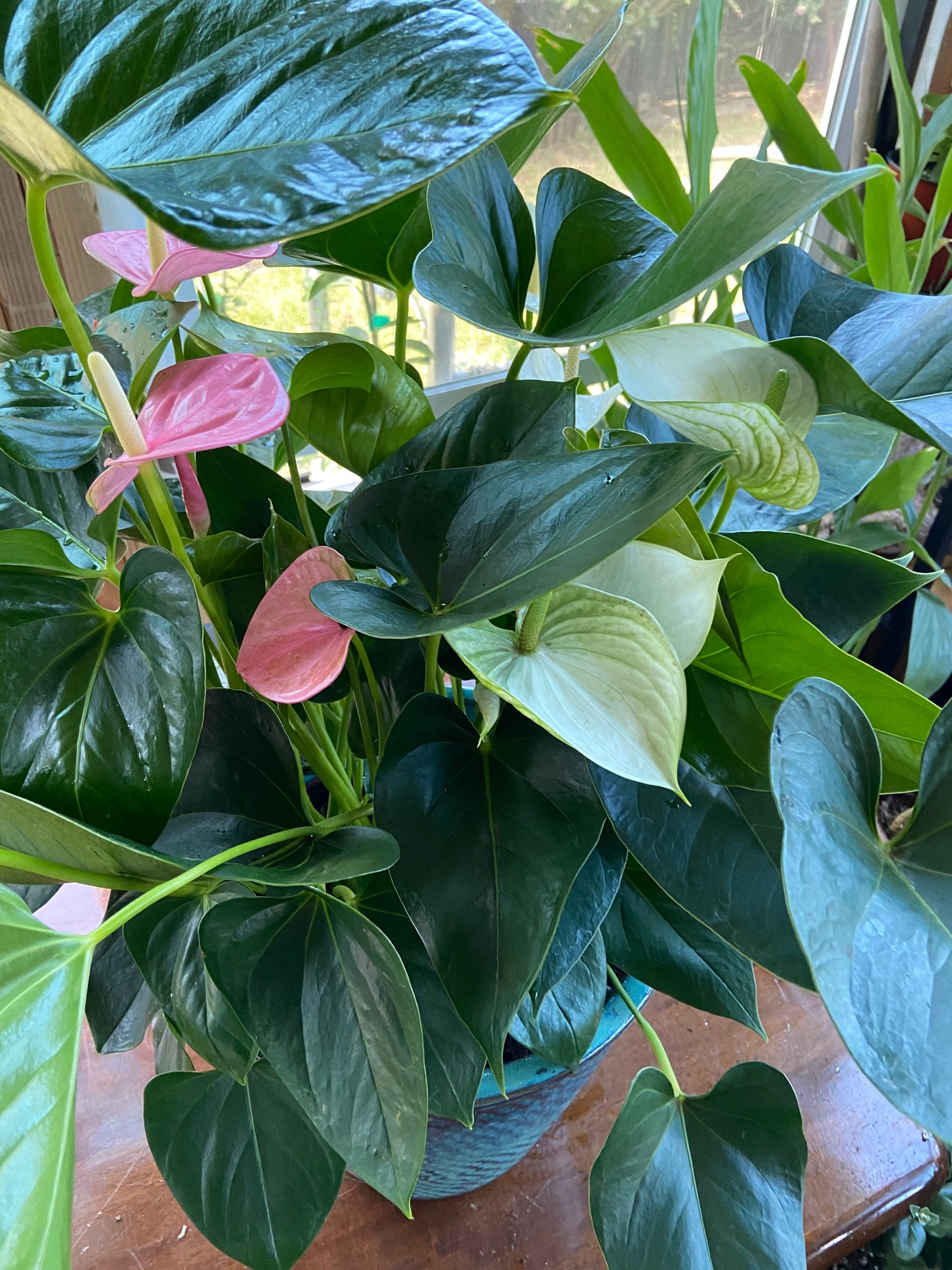 Puʻuwai ~ Hearts on a stem