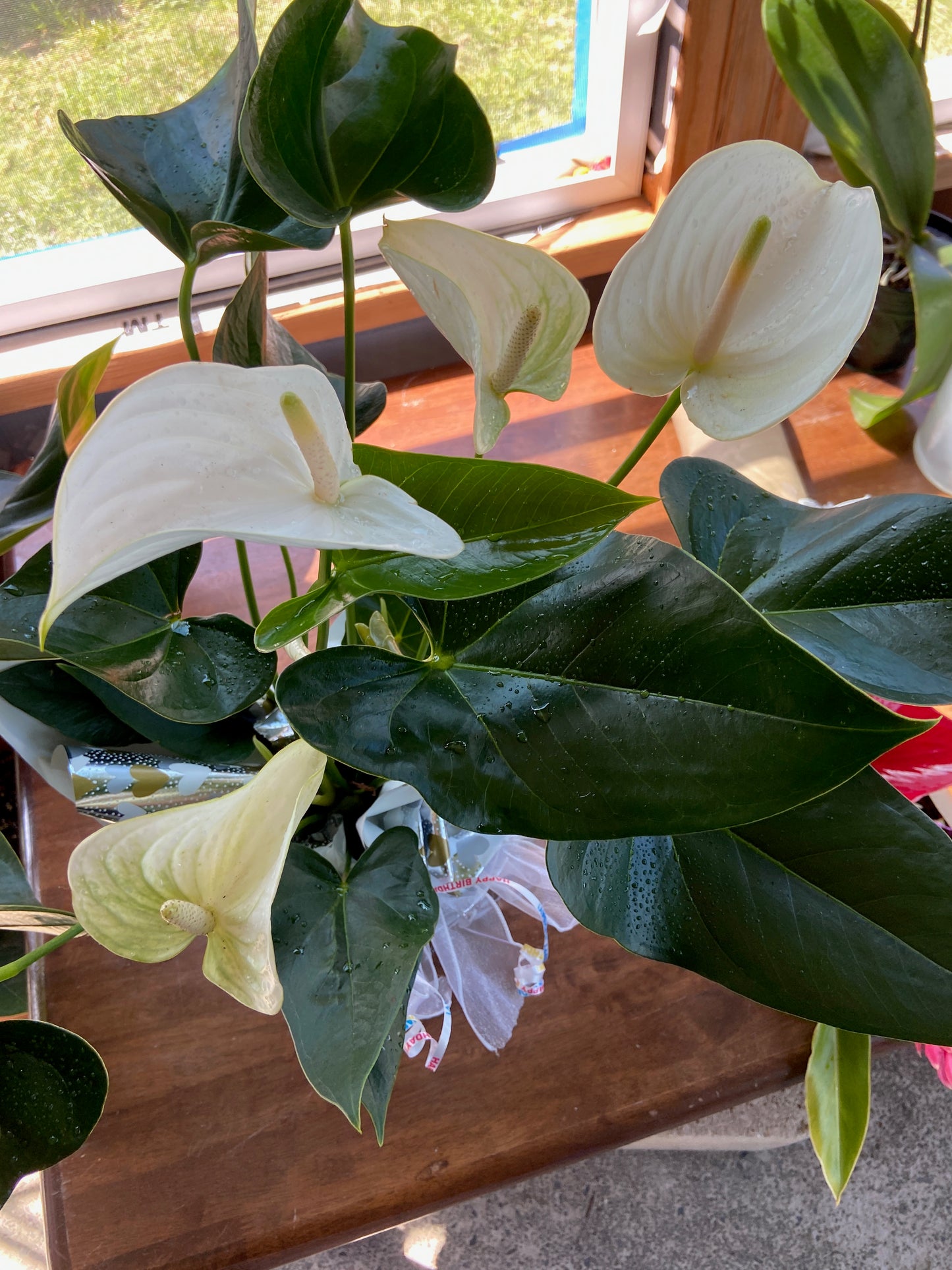 Puʻuwai ~ Hearts on a stem