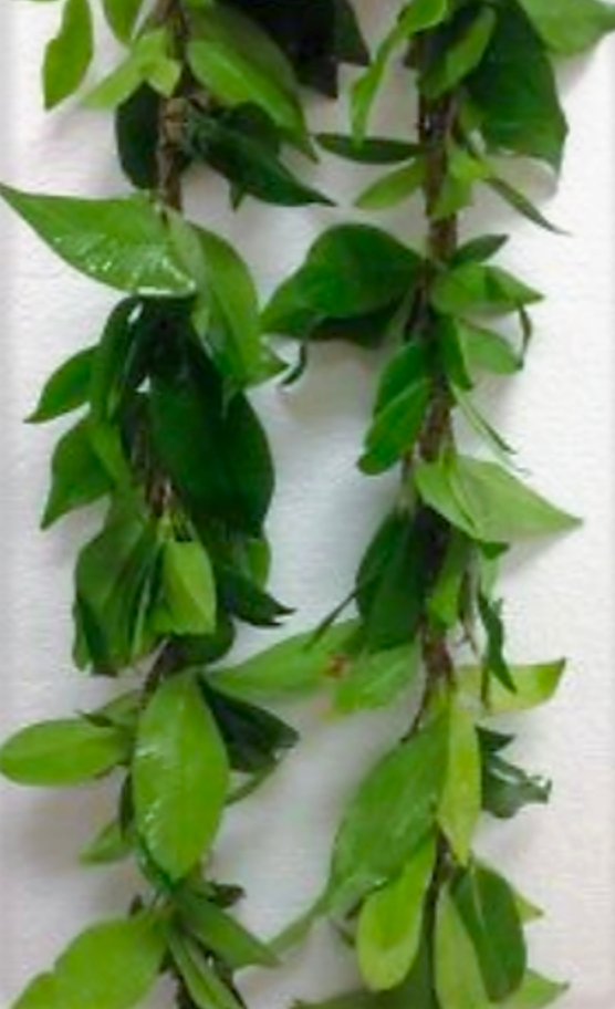 Lei's ~ Click here to select Lei of Choice