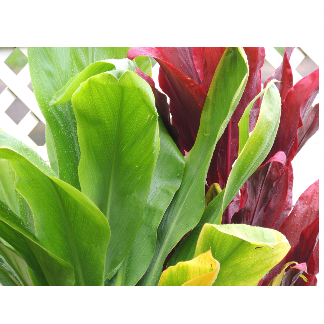 Ku’u Home Gift Package