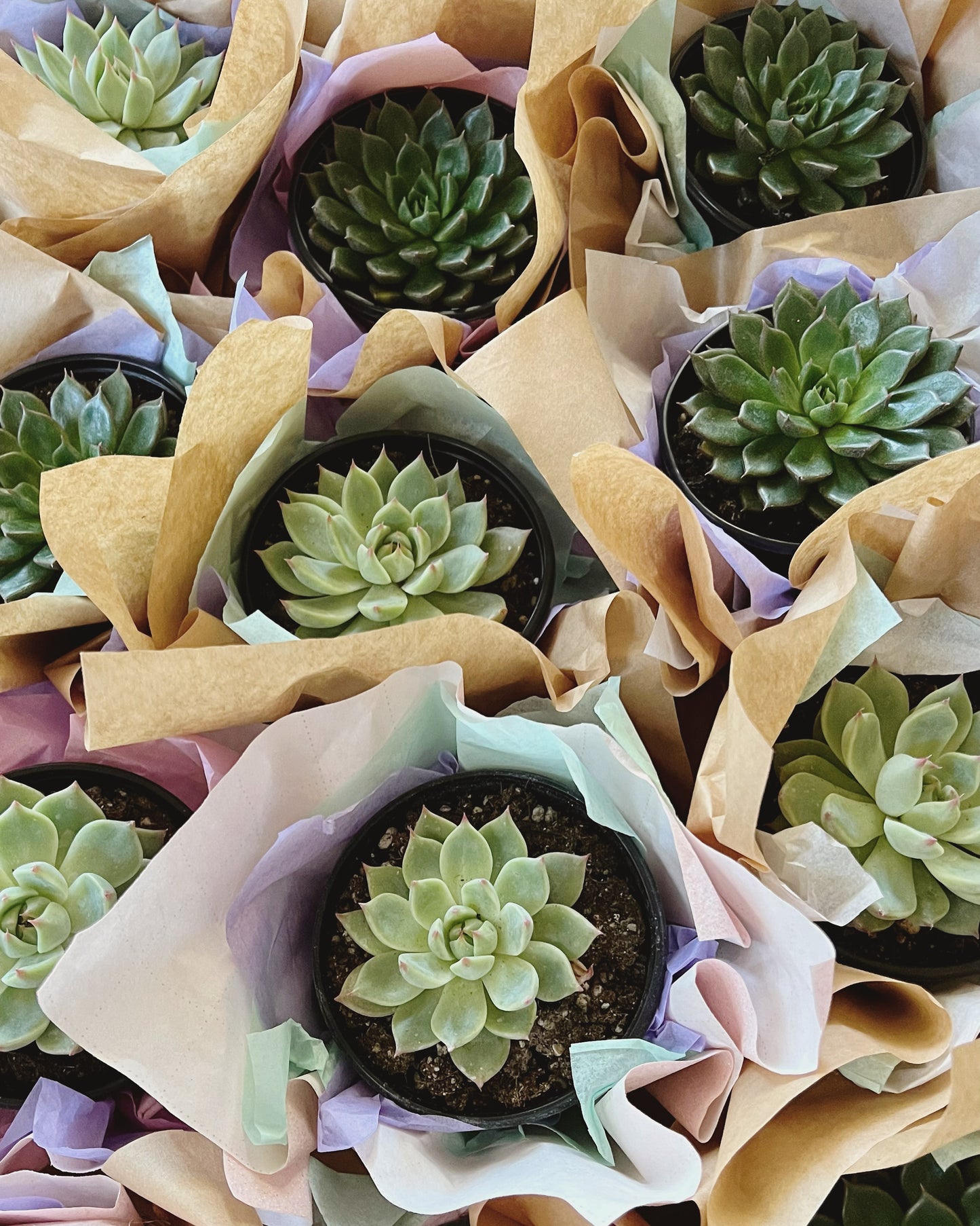 Succulent Party Favors