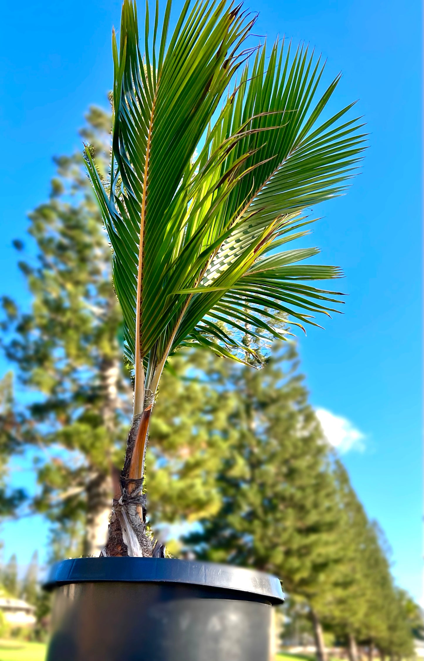 miniature coconut palm Golden Dwarf Coconut Trees – Kanuihele