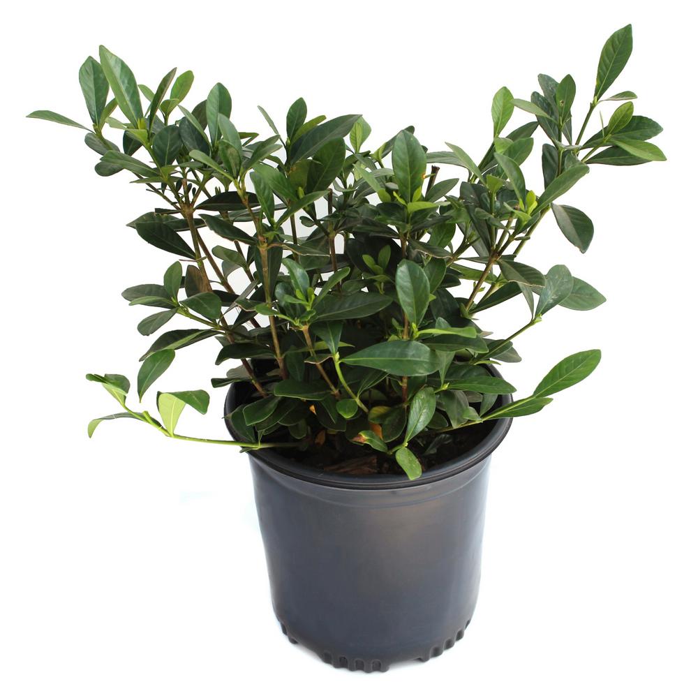 Gardenia