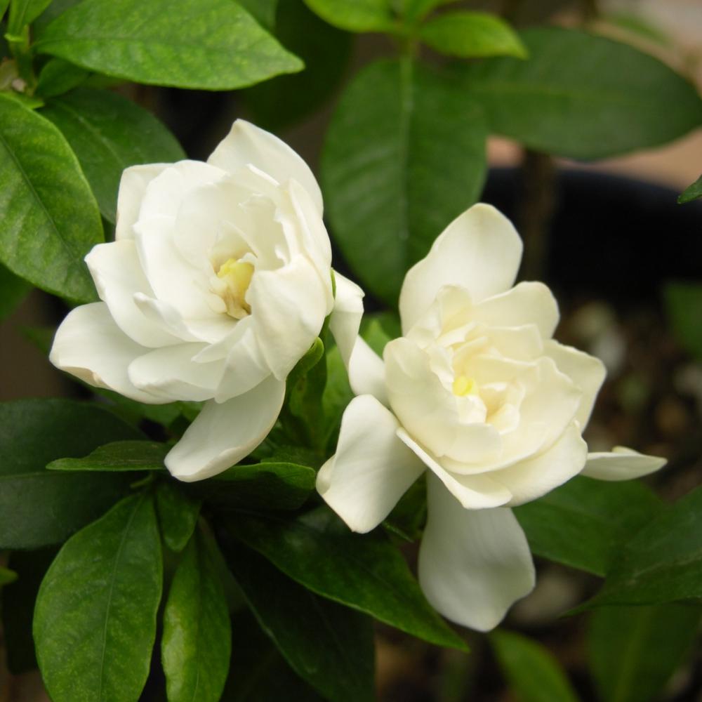 Gardenia